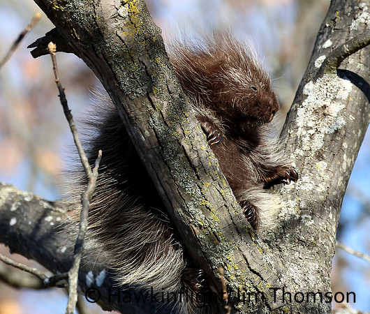 Porcupine
