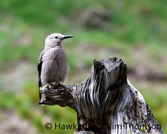 Clarks Nutcracker