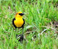 Yellow-headed Blackbird