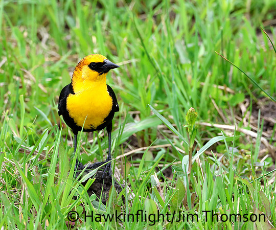 Yellow-headed Blackbird