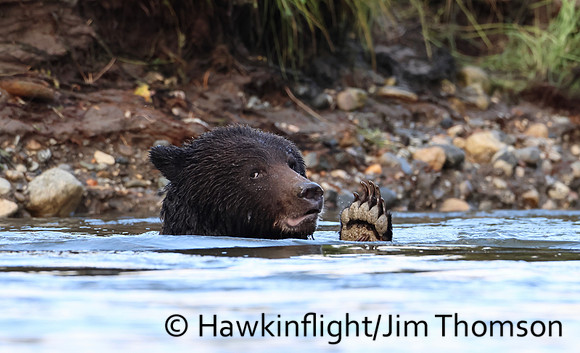 Grizzly Bear