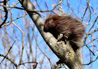 Porcupine