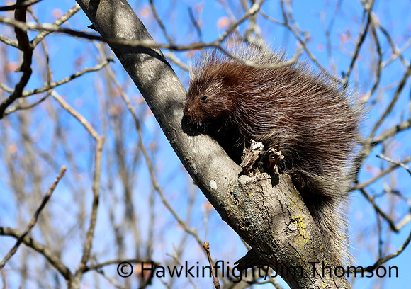 Porcupine