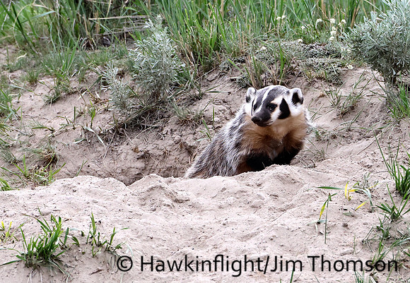 American Badger
