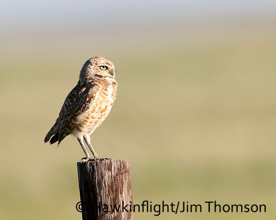 Burrowing Owl