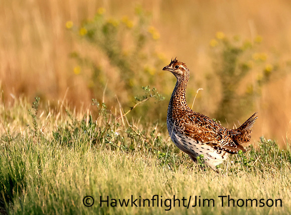 Sharp tailed Grouse