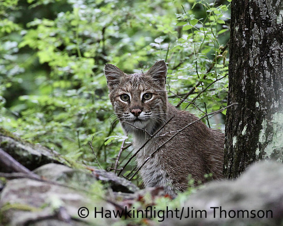 Bobcat