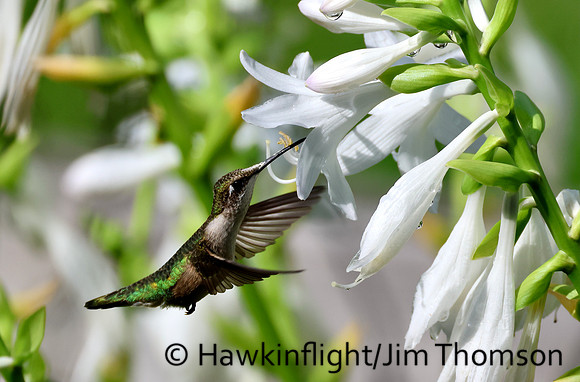 Ruby-throated Hummingbird
