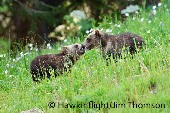 Grizzly Bear