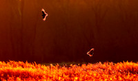 Short-eared Owl