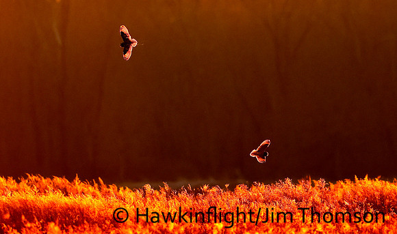 Short-eared Owl
