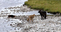 Grey Wolves