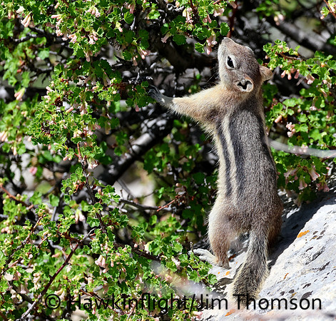 Golden Mantled Ground Squirrel