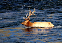 Elk