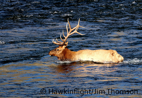 Elk