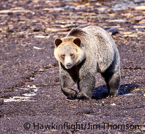 Grizzly Bear
