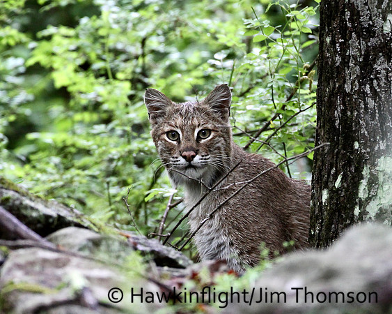 Bobcat