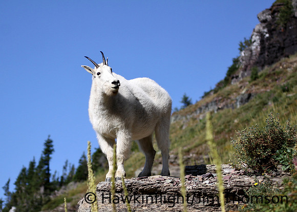 Mountain Goat