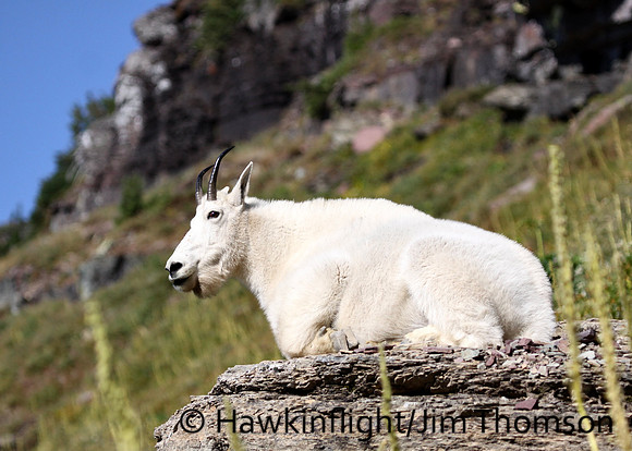 Mountain Goat
