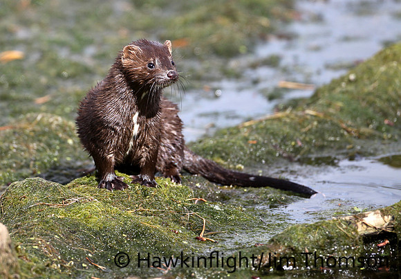 Mink
