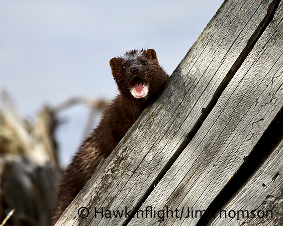 Mink