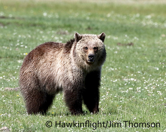 Grizzly Bear
