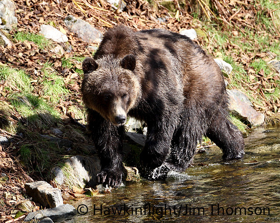 Grizzly Bear