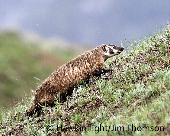 Badger