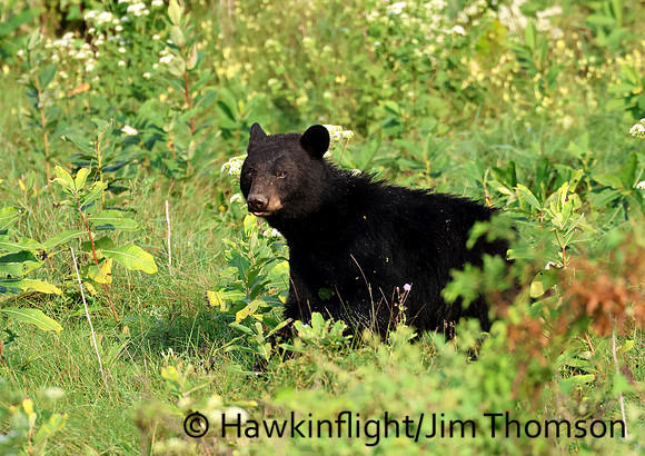 Black Bear