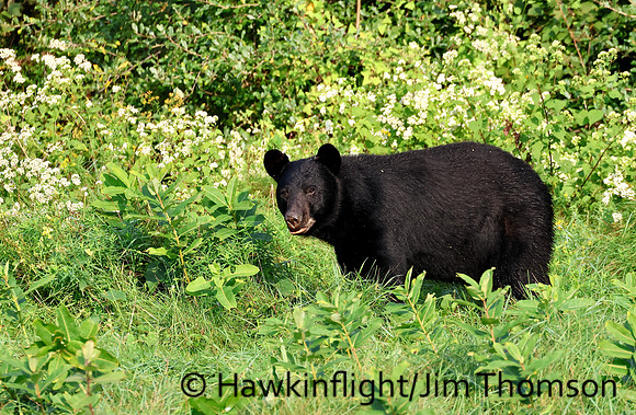 Black Bear