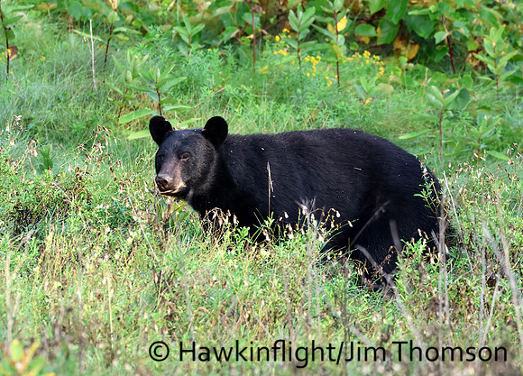 Black Bear