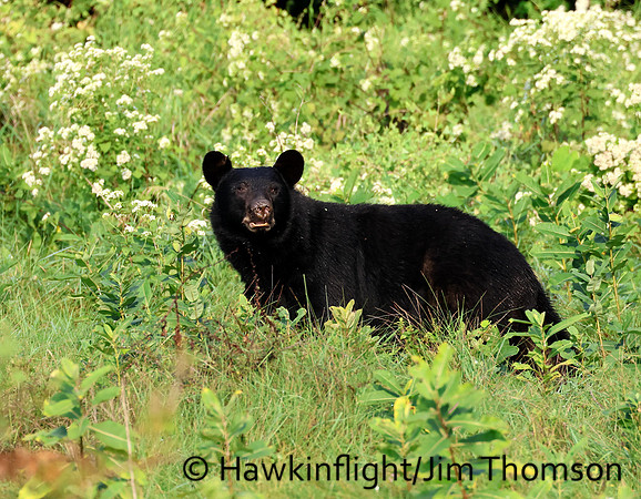 Black Bear