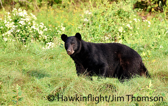 Black Bear