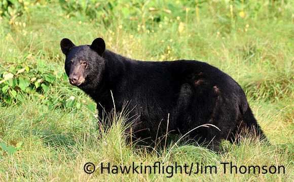 Black Bear