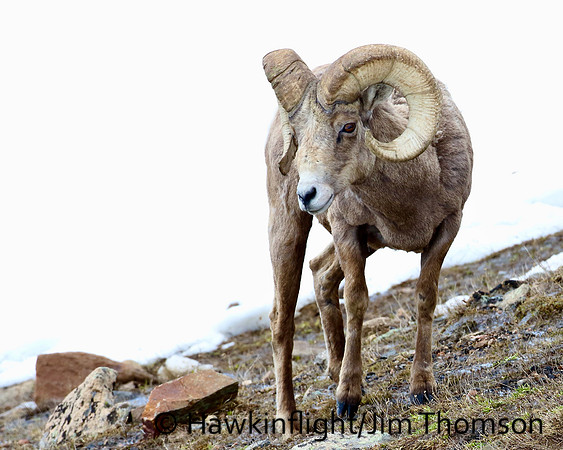 Bighorn Sheep