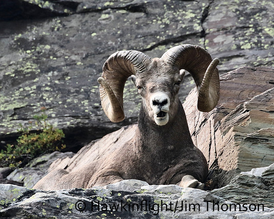 Bighorn Sheep