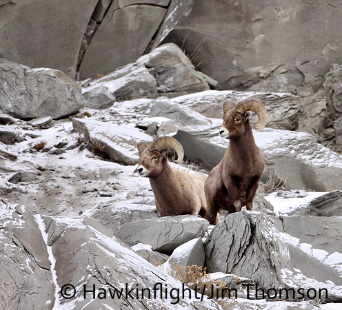 Bighorn Sheep