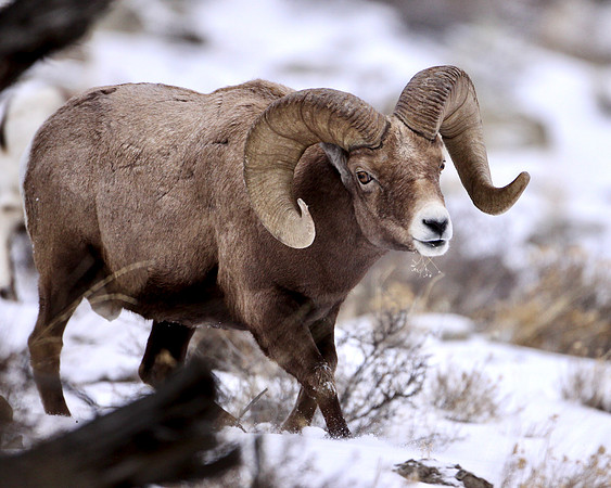 Bighorn Sheep