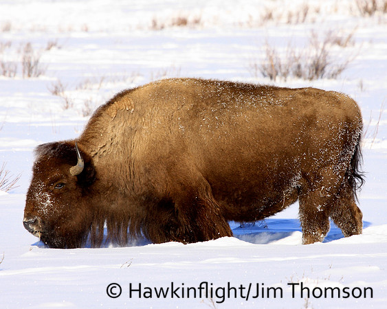 Bison