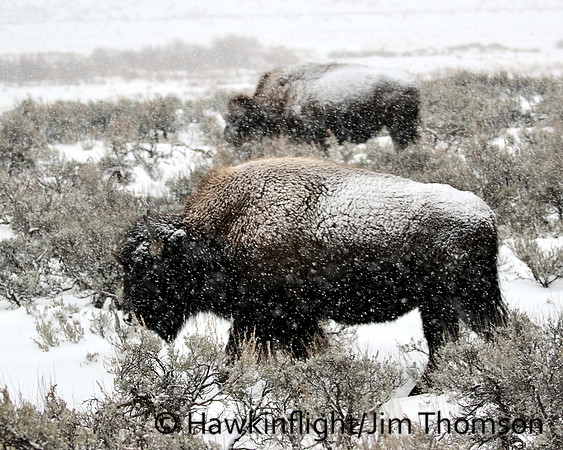 Bison