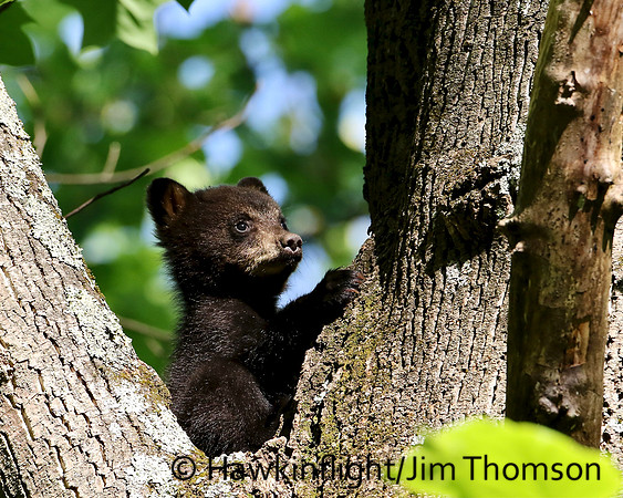 Black Bear
