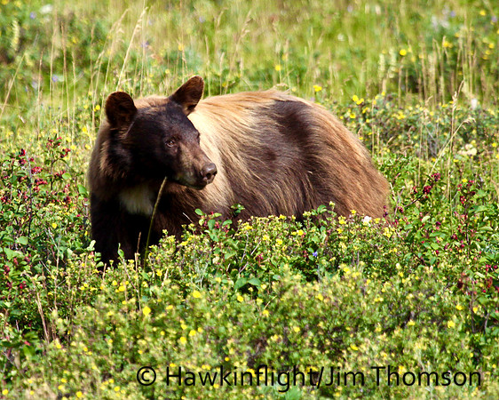 Black Bear
