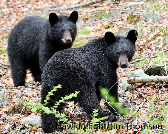 Black Bear