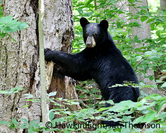Black Bear