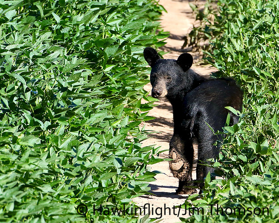 Black Bear