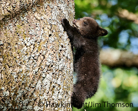Black Bear