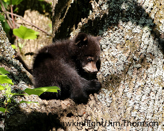 Black Bear