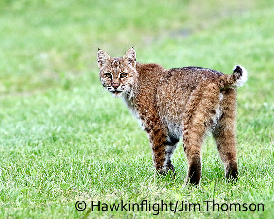 Bobcat