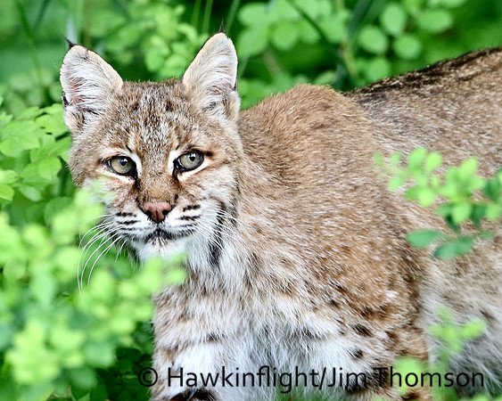 Bobcat