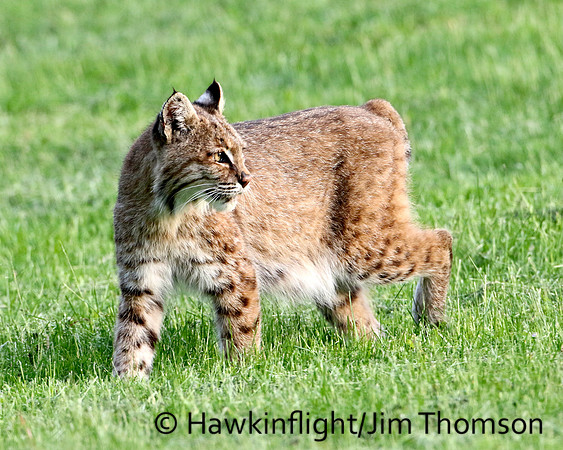 Bobcat